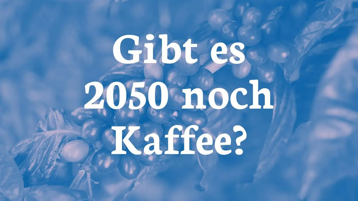 Gibt es 2050 noch Kaffee?