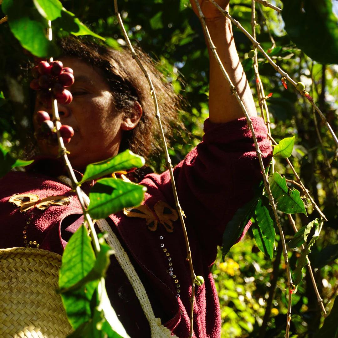 Green coffee for home roasters
