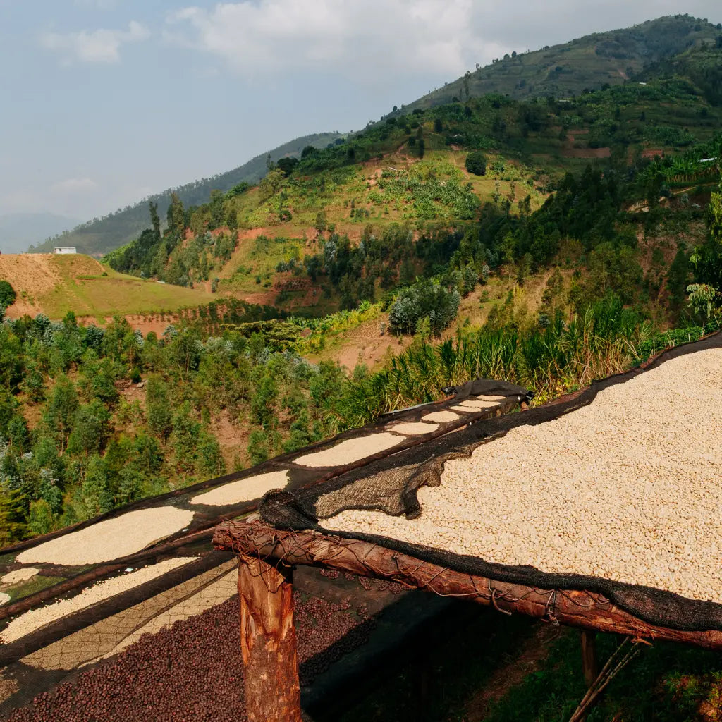 Shyira - Espresso aus Ruanda