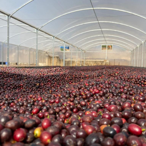 Boa Vista, Espresso
