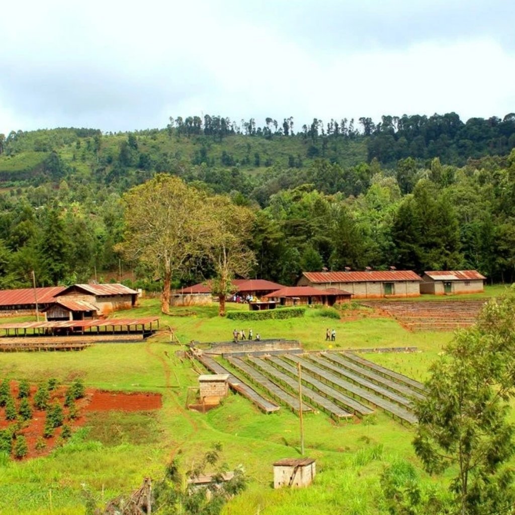 Green coffee for home roasters
