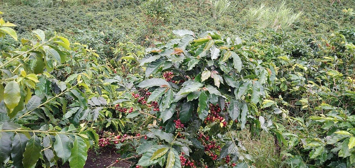 SCA Punkte und die Auswirkungen für Kaffeegenossenschaften
