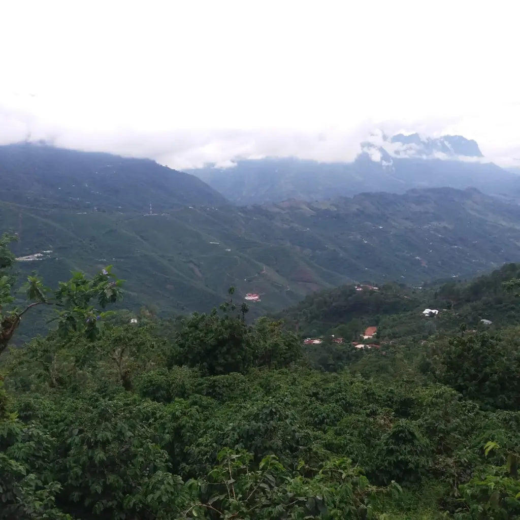 La Conserva – Espresso aus Guatemala