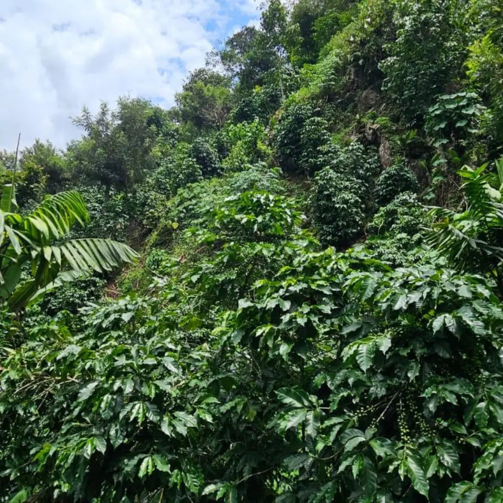 La Conserva – Espresso aus Guatemala