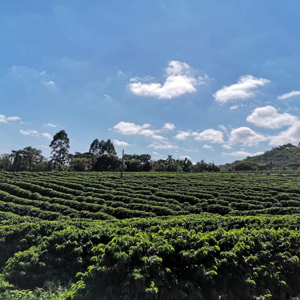 Green coffee for home roasters